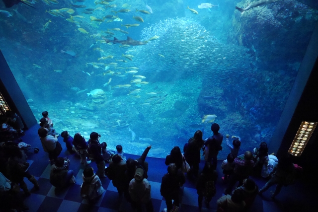 石垣島 水族館